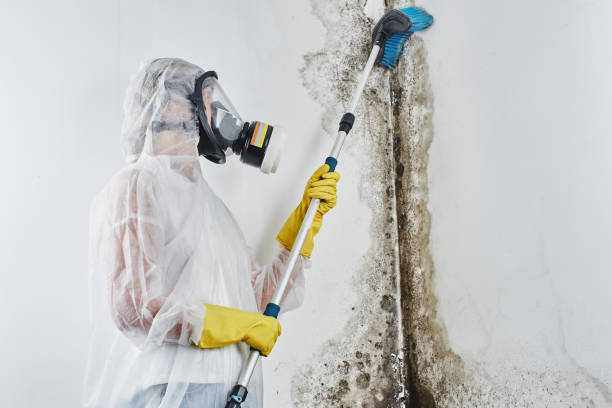 Best Environmental Consulting for Mold Prevention  in Wyoming, PA